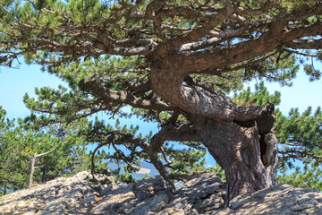 coniferous tree growing on edge of cliff over precipice