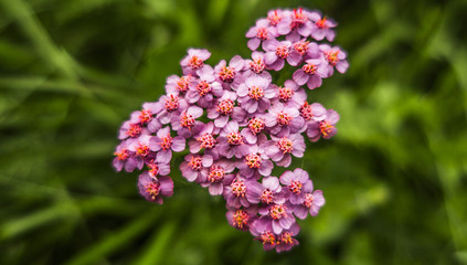 Fototapeta premium Violet purple blooming flower plant in green field close up macro