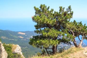 coniferous tree growing on edge of cliff over precipice
