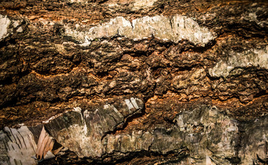 bark of a tree close up wooden texture background