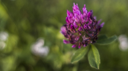 Violet blooming flower of clover plant green field close up Trifolium