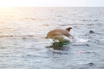 bottlenose dolphin in its natural habitat. representative of whale floating in sea