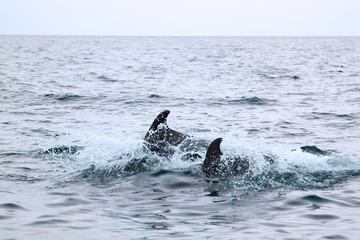 bottlenose dolphins in its natural habitat. representative of whale floating in sea