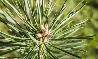 Naklejka na ściany i meble Pine buds and needles close up macro in summer 