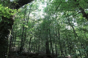 Obraz premium La forêt de Brocéliande sur la commune de Paimpont à l'entrée du Val sans Retour - Département du Morbihan - Bretagne - France 