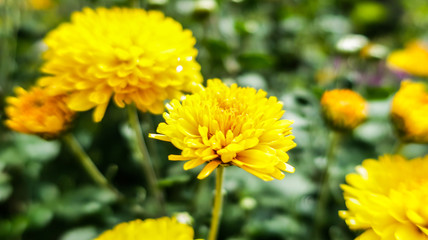 Dandelion blowball taraxacum yellow flower close up macro            