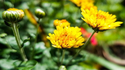 Dandelion blowball taraxacum yellow flower close up macro            