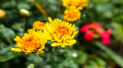 Dandelion blowball taraxacum yellow flower close up macro            