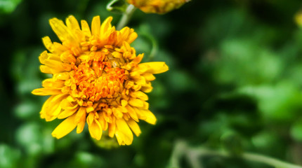 Yellow flower