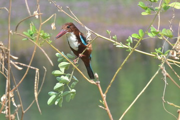 bird on branch