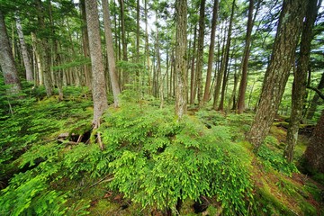 Obraz premium 原始の森