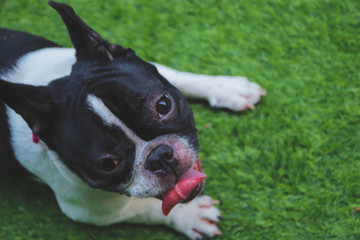 Close up Cute puppy English bulldogs white and black of fur looking and tongue and sitting on green yard