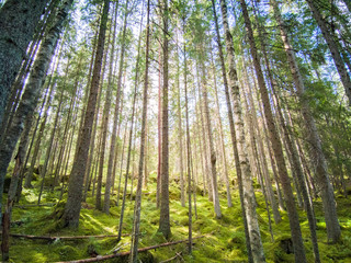 Fototapeta na wymiar Forest in Norra Kvill National Park