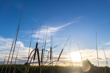 Fototapeta premium Beautiful sunset or the sunset glow in blue sky background with Bulrush or Cattail (Typha Angustifolia) in the natural lake in countryside of Thailand