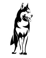 beautiful siberian husky black and white vector outline - standing dog portrait © Cattallina