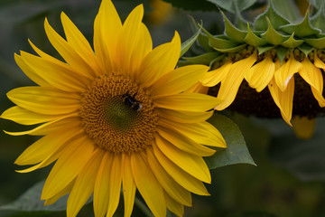 Die Hummel auf der Sonnenblume