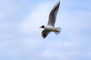 Black-headed gull (Chroicocephalus ridibundus) in flight with spread wings