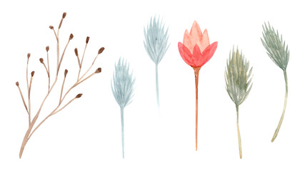 Set of watercolor dried flowers isolated on white background. Hand drawn wildflowers illustration.