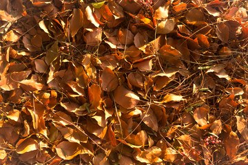 Dry yellow leaves abstract pattern