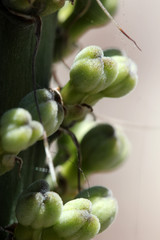 agave_victoriae-reginae