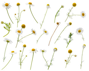 Many leaves, flowers, stems and buds of camomile at various angles on white background