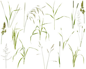Many stalks, leaves and inflorescences of various meadow grass at various angles on white background