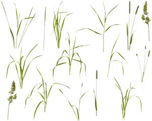 Stalks, leaves and inflorescences of various meadow grass at various angles on white background - obrazy, fototapety, plakaty