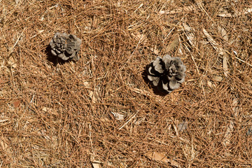 Fallen pine needles and pine cones
