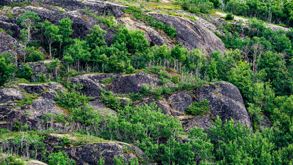 Fototapeta na wymiar Shore forest in Norway
