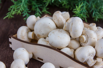Champignon mushrooms in a wooden tray on a dark background with a sprig of greenery