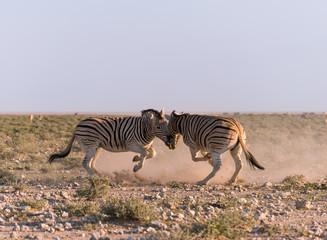 Fototapeta na wymiar Two male zebras fighting for dominance in Etosha National Park in Namibia.