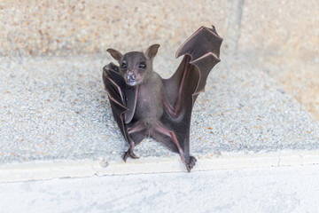 Small brown bat or the short-nosed fruit bat is hanging for the rest with the concrete wall edge