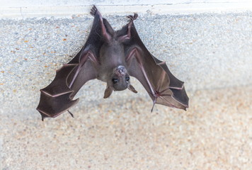 Small brown bat or the short-nosed fruit bat is hanging for the rest with the concrete wall edge
