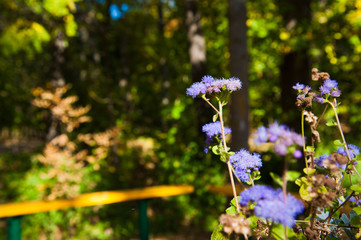 Colorful flowers grow in the city park