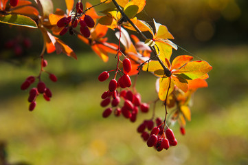 Red berries of the barberry on autumn thorny branch