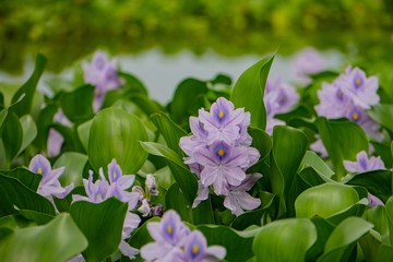 ぼかした水面を背景にしたホテイアオイの花