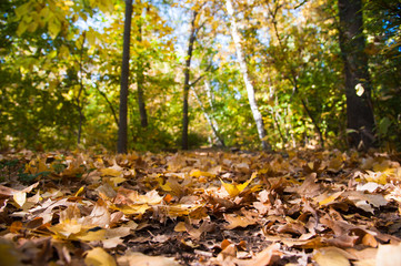 Sunny autumn day in the city park