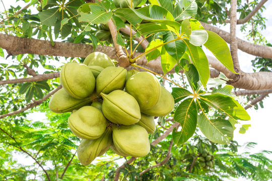 Closeup fresh green seed pods or the clusters fruits of Bastard poon, Java olive, Hazel sterculiaor, Wild almond, Pinari (Sterculia Foetida) on big tree in the tropical forest in Thailand