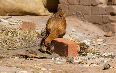 Hen with chicken in Madagascar, Africa