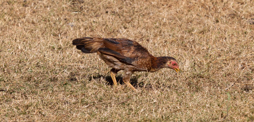 Chicken in the countryside of Madagascar
