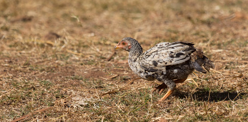 Chicken in the countryside of Madagascar