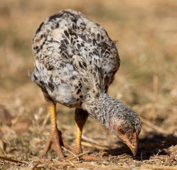 Chicken in the countryside of Madagascar
