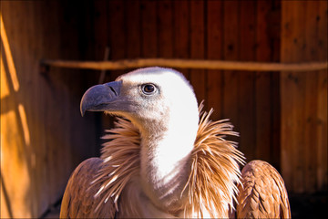 Wild bird