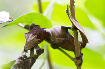 Uroplatus phantasticus, the satanic leaf-tailed gecko in Madagascar