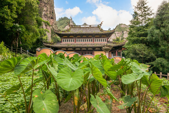 Buddhist temple with taro plants in the foreground in the Lingfeng Area of Mount Yandang in Yueqing, Zhejiang, China.