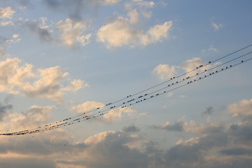 Vögel auf der Stromleitung