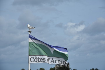 mouette bretonne /  Breton gull