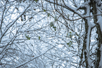 Obraz premium winter landscape with trees, France