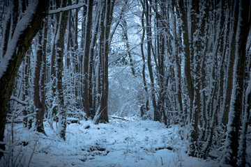 Fototapeta premium winter landscape with trees, France