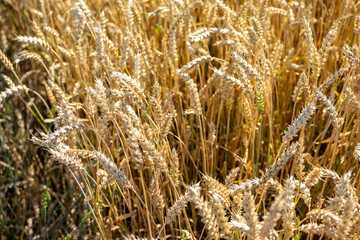 Field with ripe ears of corn. Autumn harvest.